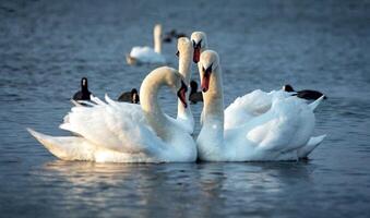 The mute swan Cygnus olor, Two white swans court females in the spring photo