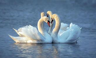 The mute swan Cygnus olor, Two white swans court females in the spring photo