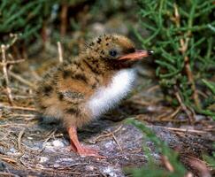 Lake tern chick in a nest on the sand on the shore of an estuary photo