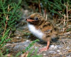 Lake tern chick in a nest on the sand on the shore of an estuary photo