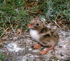 Lake tern chick in a nest on the sand on the shore of an estuary photo