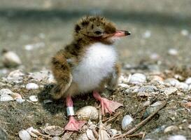 Ring with a number for a lake tern chick on a nest on the island of Tiligul estuary photo