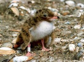 Ring with a number for a lake tern chick on a nest on the island of Tiligul estuary photo