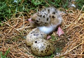 Seabird chicks, terns on a nest on the island of Tiligul estuary photo