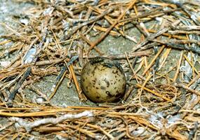 Eggs of seabirds, terns on a nest on the island of Tiligul estuary photo