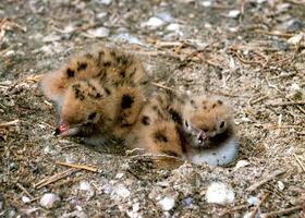 Seabird chicks, terns on a nest on the island of Tiligul estuary, southern Ukraine photo