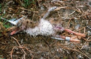 Dead tern chick with a leg ring on the island of Tiligul estuary photo