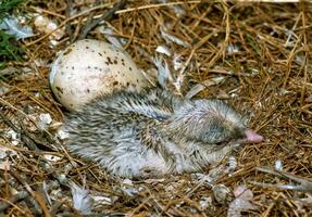 Seabird chicks, terns on a nest on the island of Tiligul estuary, southern Ukraine photo