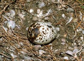 Eggs of seabirds, terns on a nest on the island of Tiligul estuary photo
