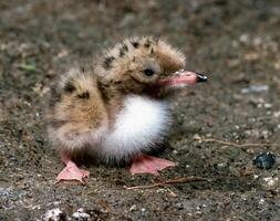 Lake tern chick in a nest on the sand on the shore of an estuary photo