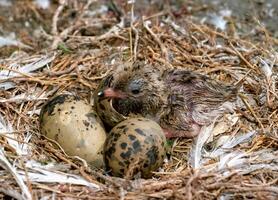Seabird chicks, terns on a nest on the island of Tiligul estuary, southern Ukraine photo