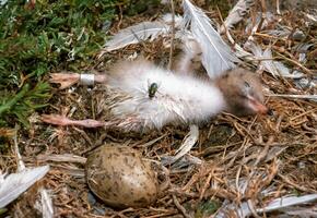 Dead tern chick with a leg ring on the island of Tiligul estuary photo