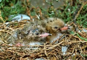 Seabird chicks, terns on a nest on the island of Tiligul estuary, southern Ukraine photo