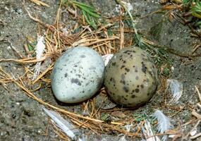 Eggs of seabirds, terns on a nest on the island of Tiligul estuary photo