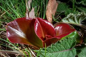 Plant with red shiny young leaves, southern Ukraine photo