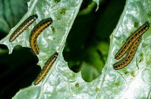 Green caterpillar of the cabbage white butterfly Pieris brassicae on cabbage leaves photo