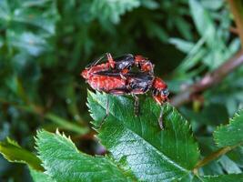 Soldier beetle Cantharis fusca - mating soft-bodied beetles on a plant leaf photo