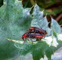 Soldier beetle Cantharis fusca - mating soft-bodied beetles on a plant leaf in the wild photo