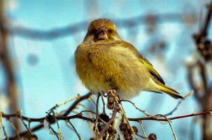 Little Greenfinch bird on a net in winter in the south of Ukraine photo