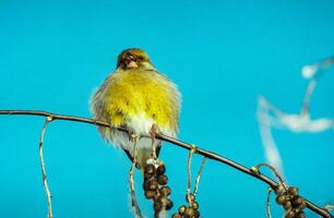 Little Greenfinch bird on a net in winter in the south of Ukraine photo