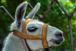 Close-up of the head of a harnessed llama in a zoo photo