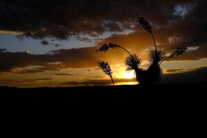 Joshua Tree Yucca tree against a red sunset background in California, giant yucca in Joshua Tree National Park photo