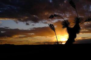 Joshua Tree Yucca tree against a red sunset background in California, giant yucca in Joshua Tree National Park photo