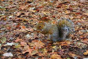 Gray Squirrel Sciurus carolinensis collects nuts in the park, Wild animals, Manhattan, New York photo