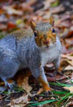 gris ardilla sciurus carolinensis recoge nueces en el parque, salvaje animales, manhattan, nuevo York foto