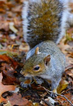 gris ardilla sciurus carolinensis recoge nueces en el parque, salvaje animales, manhattan, nuevo York foto