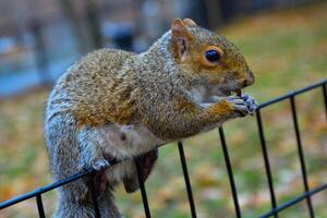 Squirrel on the fence, Gray Squirrel Sciurus carolinensis is eating a nut in the park, Wild animals, Manhattan photo