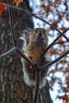roedor en un árbol, gris ardilla sciurus carolinensis pregunta para un nuez en el parque, manhattan, nuevo York foto