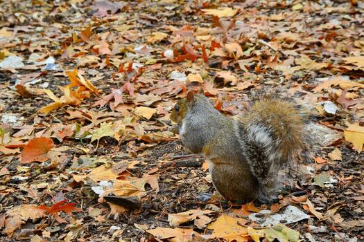gris ardilla sciurus carolinensis recoge nueces en el parque, salvaje animales, manhattan, nuevo York foto