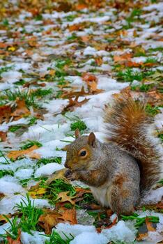 gris ardilla sciurus carolinensis recoge nueces en el parque, salvaje animales, manhattan, nuevo York foto