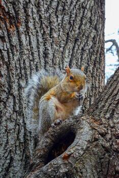 roedor en un árbol, gris ardilla sciurus carolinensis recoge nueces en el parque, salvaje animales, manhattan, nuevo York foto