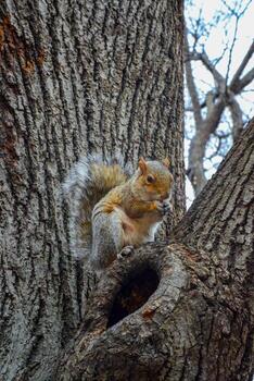 roedor en un árbol, gris ardilla sciurus carolinensis recoge nueces en el parque, salvaje animales, manhattan, nuevo York foto