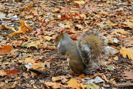 gris ardilla sciurus carolinensis recoge nueces en el parque, salvaje animales, manhattan, nuevo York foto