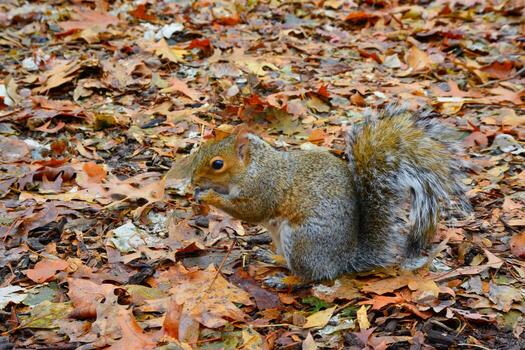 gris ardilla sciurus carolinensis recoge nueces en el parque, salvaje animales, manhattan, nuevo York foto