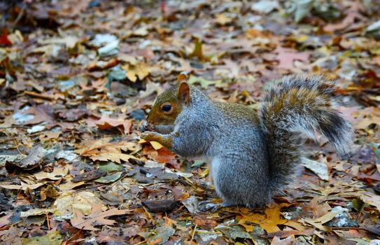 gris ardilla sciurus carolinensis recoge nueces en el parque, salvaje animales, manhattan, nuevo york, Estados Unidos foto