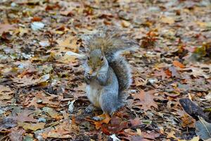 Gray Squirrel Sciurus carolinensis collects nuts in the park, Wild animals, Manhattan, New York photo