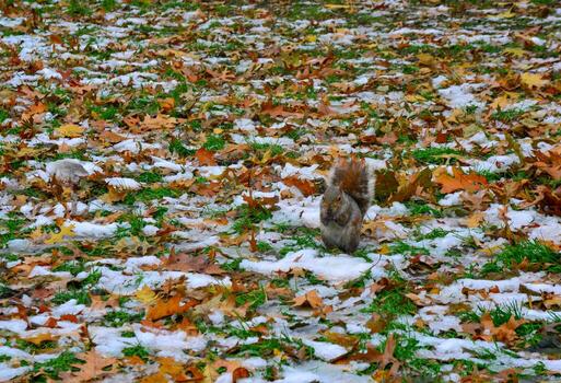 gris ardilla sciurus carolinensis recoge nueces en el parque, salvaje animales, manhattan, nuevo York foto