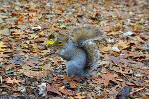 Gray Squirrel Sciurus carolinensis collects nuts in the park, Wild animals, Manhattan, New York photo