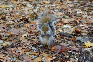 Gray Squirrel Sciurus carolinensis collects nuts in the park, Wild animals, Manhattan, New York photo