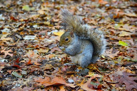 gris ardilla sciurus carolinensis recoge nueces en el parque, salvaje animales, manhattan, nuevo York foto