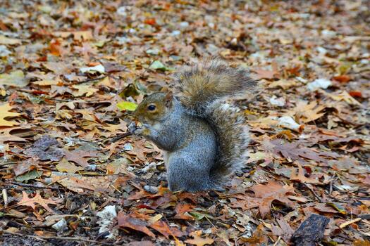 gris ardilla sciurus carolinensis recoge nueces en el parque, salvaje animales, manhattan, nuevo York foto