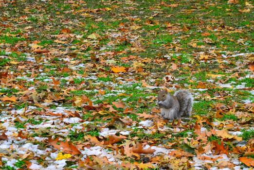 gris ardilla sciurus carolinensis recoge nueces en el parque, salvaje animales, manhattan, nuevo York foto