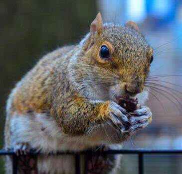ardilla en el cerca, gris ardilla sciurus carolinensis es comiendo un nuez en el parque, salvaje animales, Manhattan foto