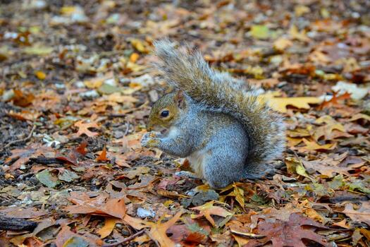 gris ardilla sciurus carolinensis recoge nueces en el parque, salvaje animales, manhattan, nuevo York foto