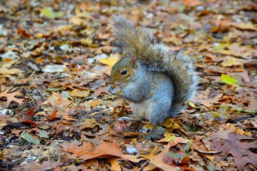 gris ardilla sciurus carolinensis recoge nueces en el parque, salvaje animales, manhattan, nuevo York foto