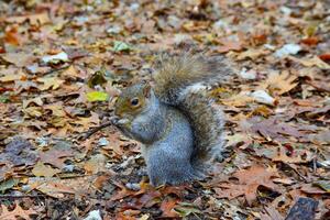 Gray Squirrel Sciurus carolinensis collects nuts in the park, Wild animals, Manhattan, New York photo